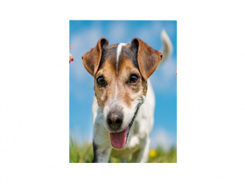 Картина по номерам арт. RA73622 Собака 40*50 в кор.